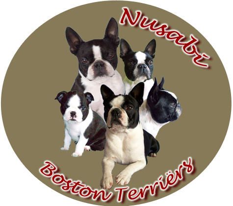 logo_nusabi_boston_terriers